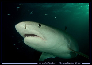 Tiger Shark - Tiger Beach... Night dive... :O).... by Michel Lonfat 